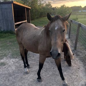 Meet your Posher, Chase